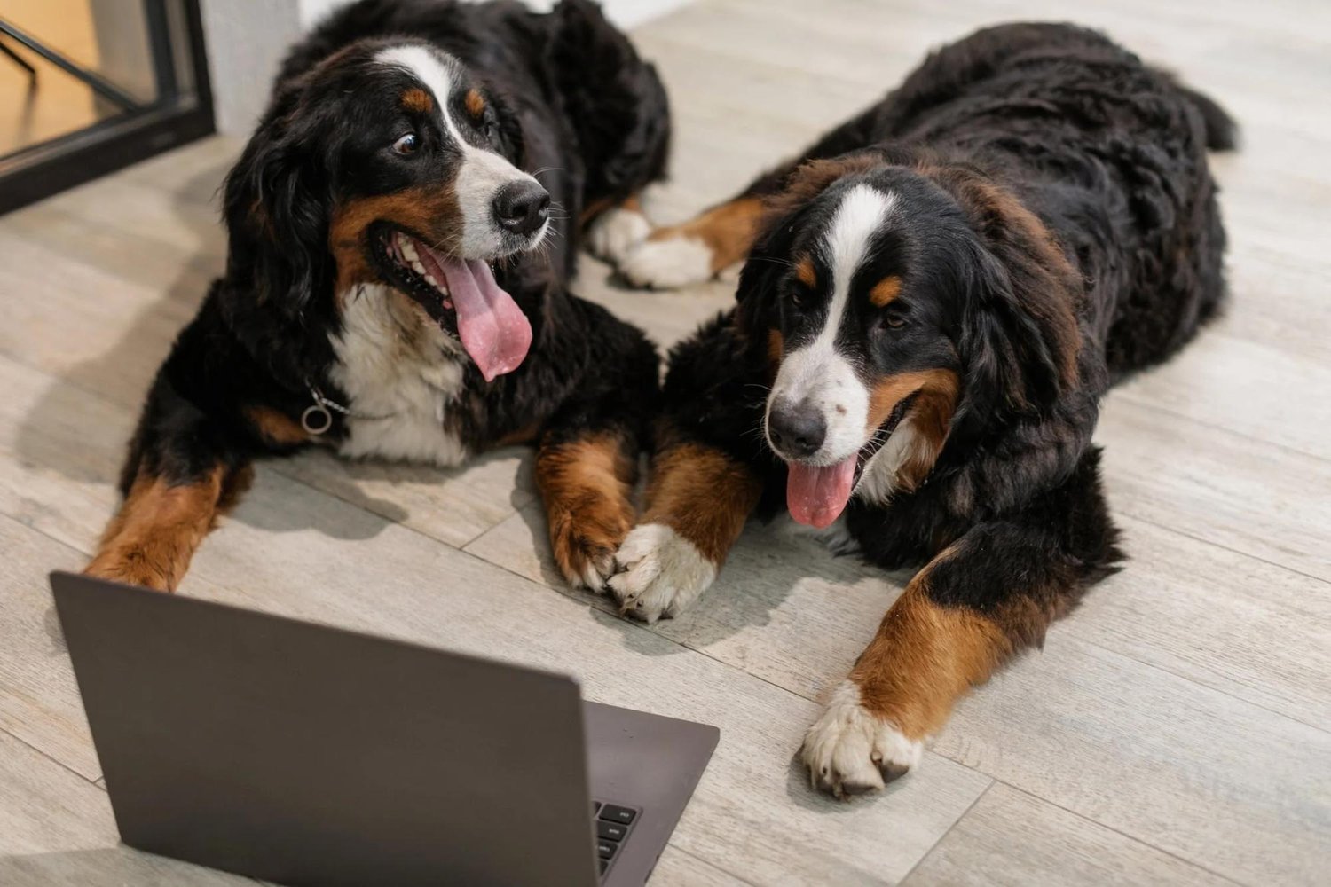 two large, fluffy Bernese Mountain Dogs are laying on the floor with their paws touching.